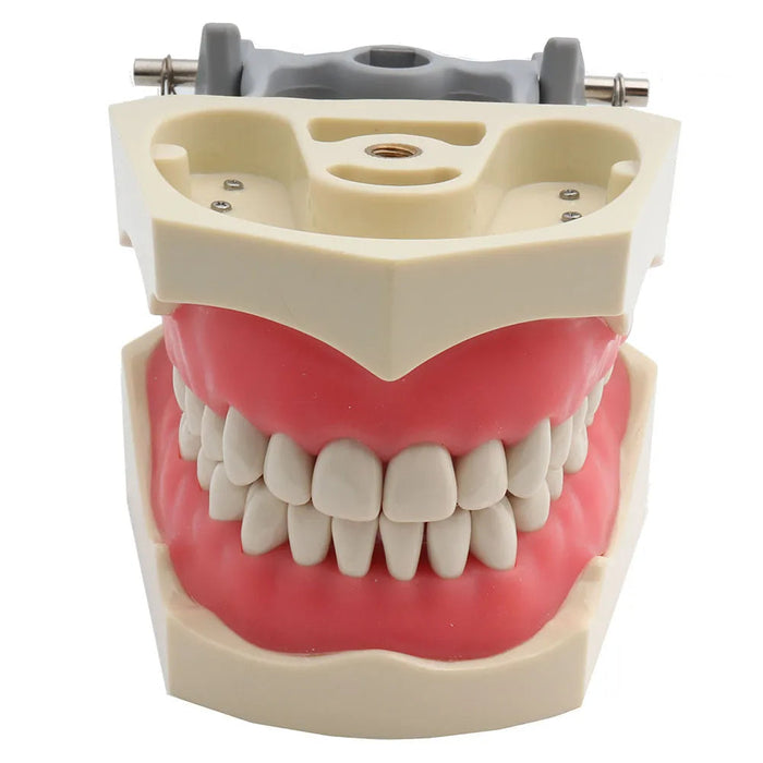 ADC Columbia dental model 32 teeth model for practice
