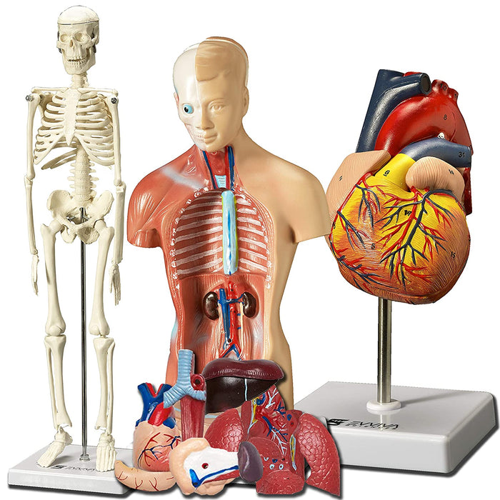 Human Heart Torso and Skeleton Models With Guide Anatomical