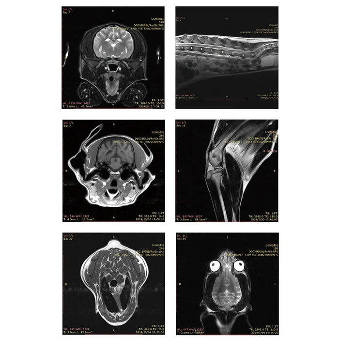 Veterinary MRI Machine 1.5T Magnetic Resonance Imaging System X Ray MR ...